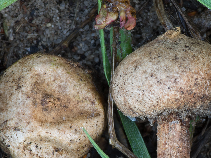 Tulostoma fimbriatum